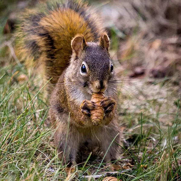 squirrel