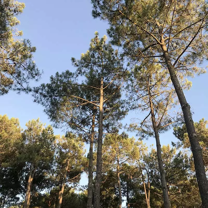 pins-foret-landes-nature pins-foret-landes-nature