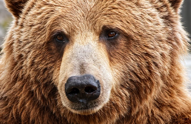 Gros plan sur le visage d'un ours brun, mascotte Glours de la marque Gluchypo