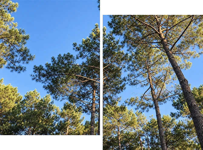 Cimes de pins maritimes sous ciel bleu de la Côte Atlantique, entre Aquitaine et Vendée